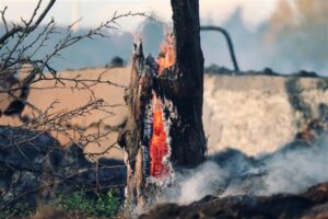Equipo de Pastoral Rural de la Archidiócesis ante los incendios forestales: «son una catástrofe integral consecuencia de una crisis climática»