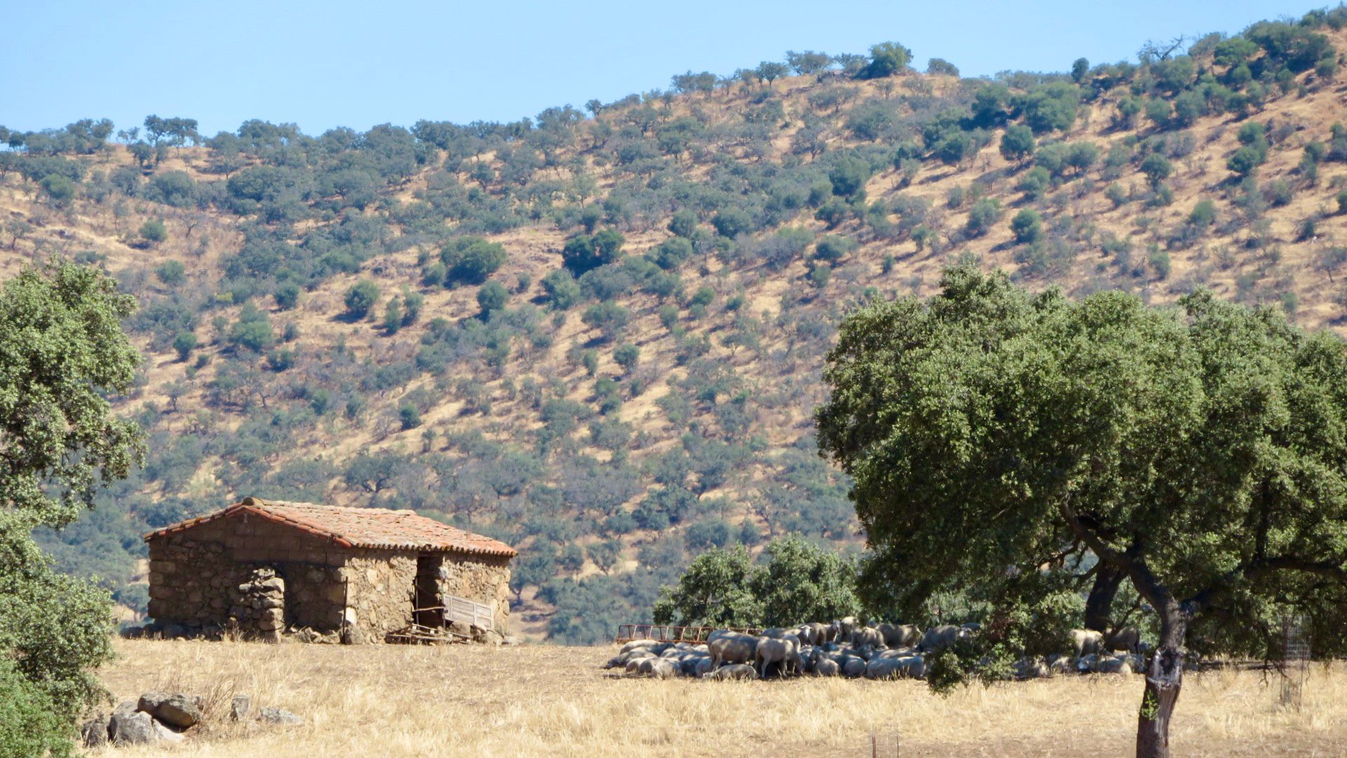 Llegan los incendios… que debimos apagar antes